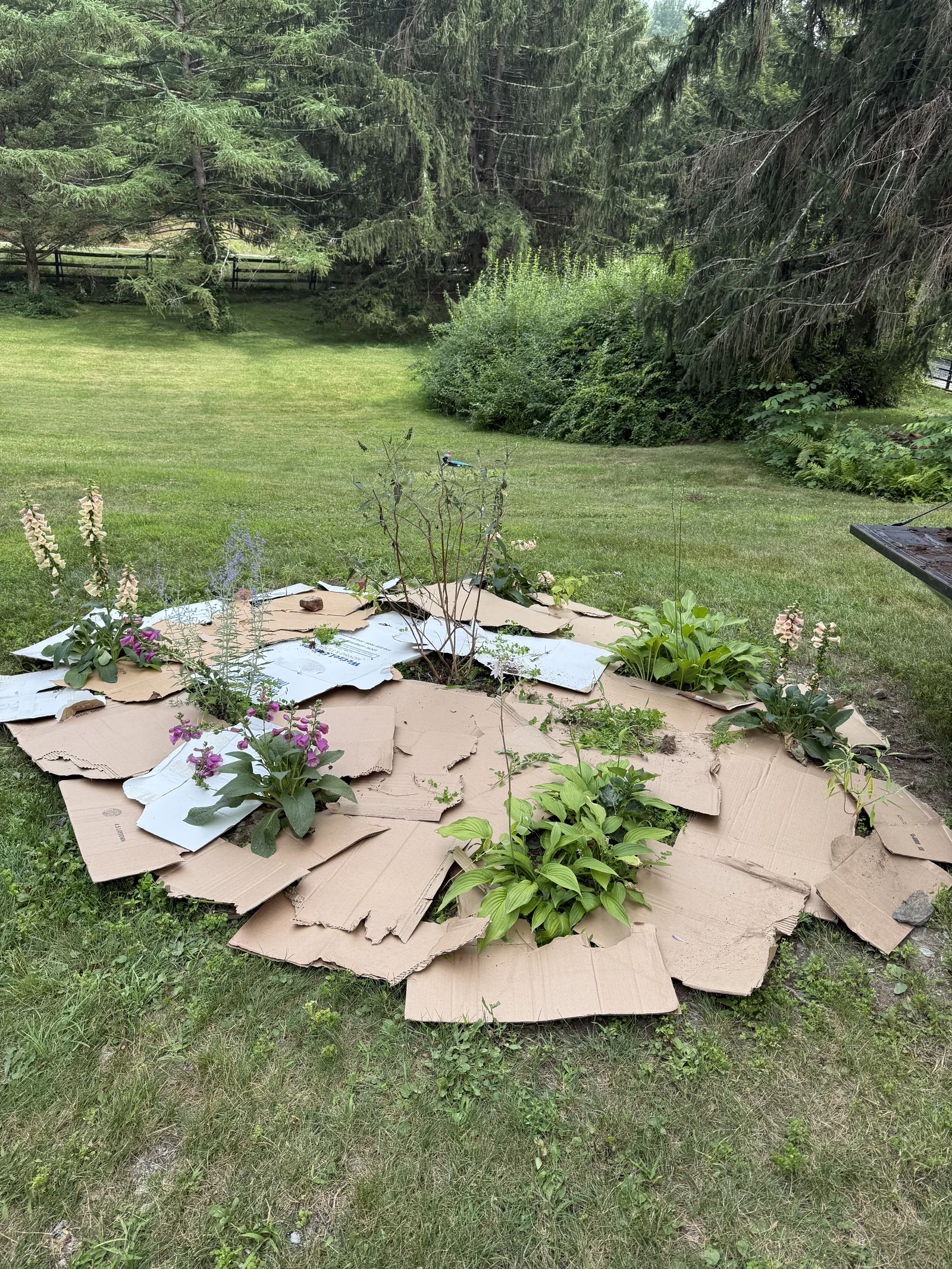 Garden landscaping project by Nasturtium Gardens