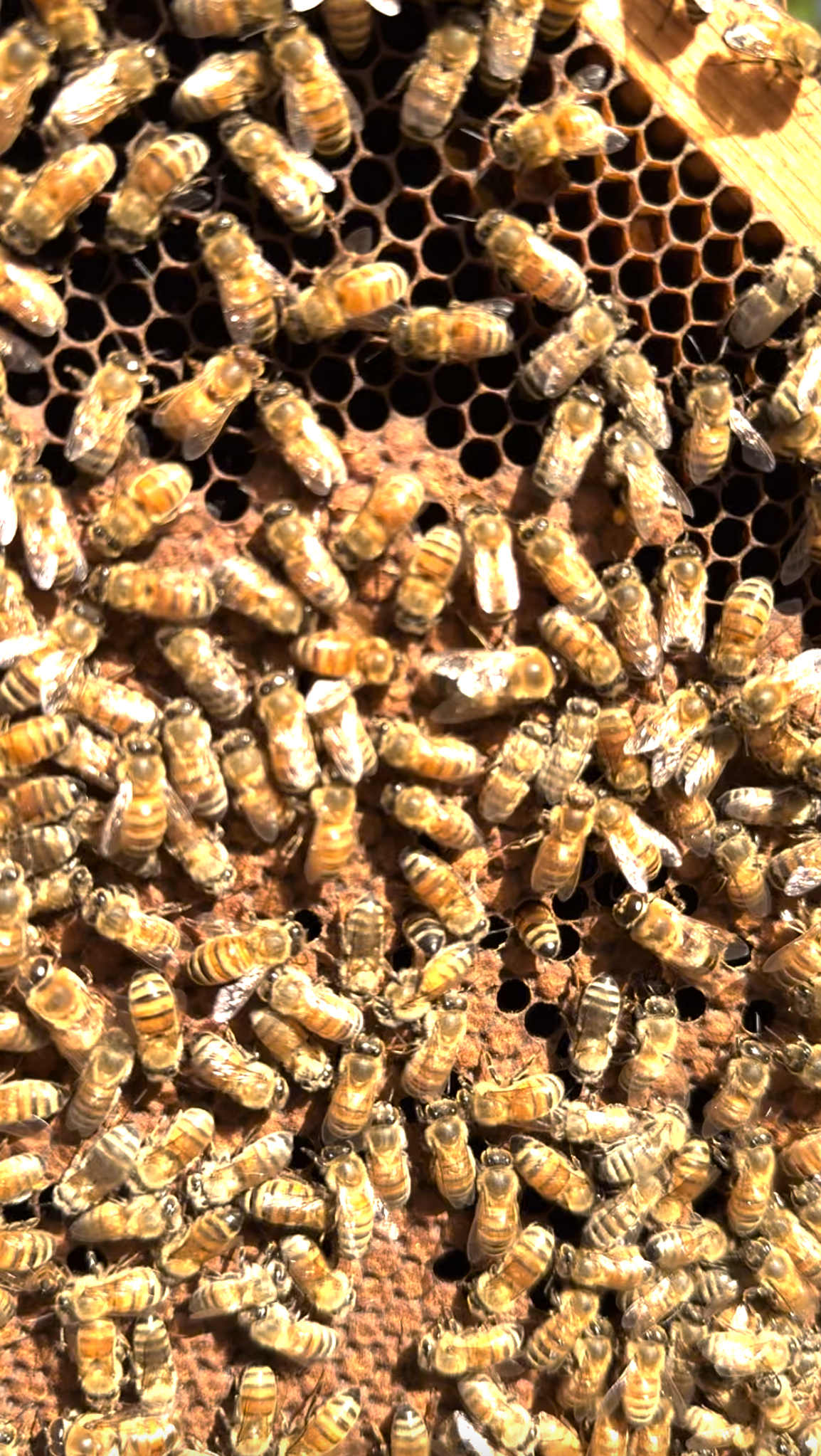 Beekeeping services by Nasturtium Gardens